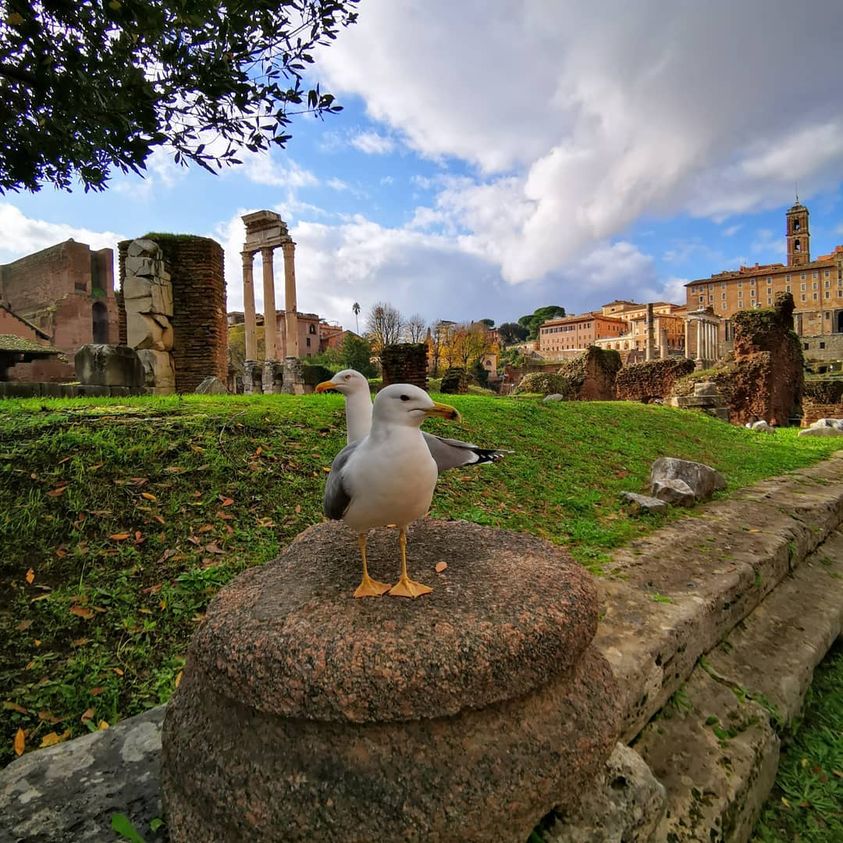 Buongiorno Roma e buon sabato dai #foriimperiali 😍