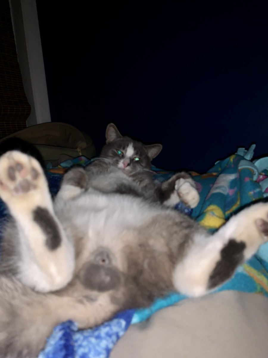 ShiZaruZoe's tweet photo. πΈ Who dis? Introducing our 2nd rescue, formerly feral βBlazeβ joining TBE Central as 2nd #basskitty under #Nami aka βTreble to the Bassβ πΉ #CatsOfTwitter π» handsome fella. https://t.co/PfsnpO2MKW