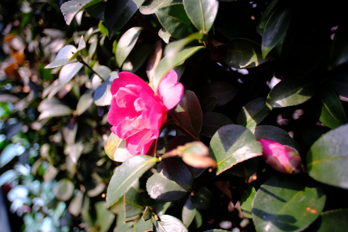 Lovewith9's tweet photo. #xt2 に #KIPON + #EF20 F2.8USMを装着 にて撮影 Vol.1 #fujifilm #写真好きな人と繋がりたい #写真撮っている人と繋がりたい #ファインダー越しの私の世界 #描写の世界の広がり #椿 https://t.co/yxK9khSdq7