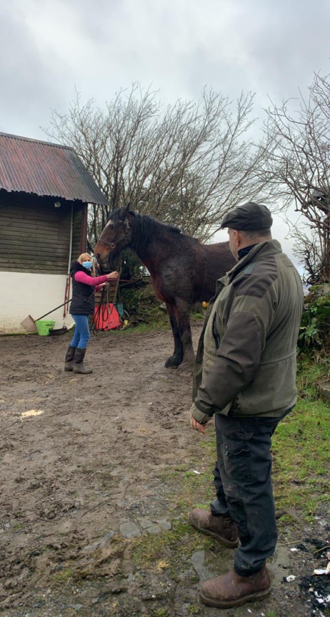 Today, 65P1 was mobilised to an animal rescue. On arrival, crews found a large, Shire Horse named Barney, that had fallen awkwardly and was in some discomfort.

After 3 hours, we managed to get Barney back on his feet on trotting around again! Great work by all involved!👏🏻🚒