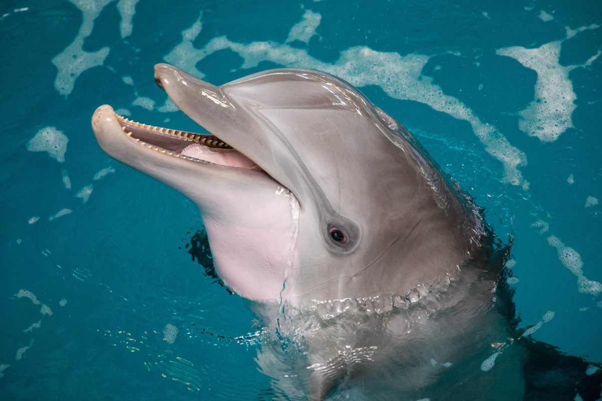 Дельфин живет лет. Длинномордый Дельфин. Дельфин млекопитающий. Дельфин афалин Окинава. Китообразные Афалина.