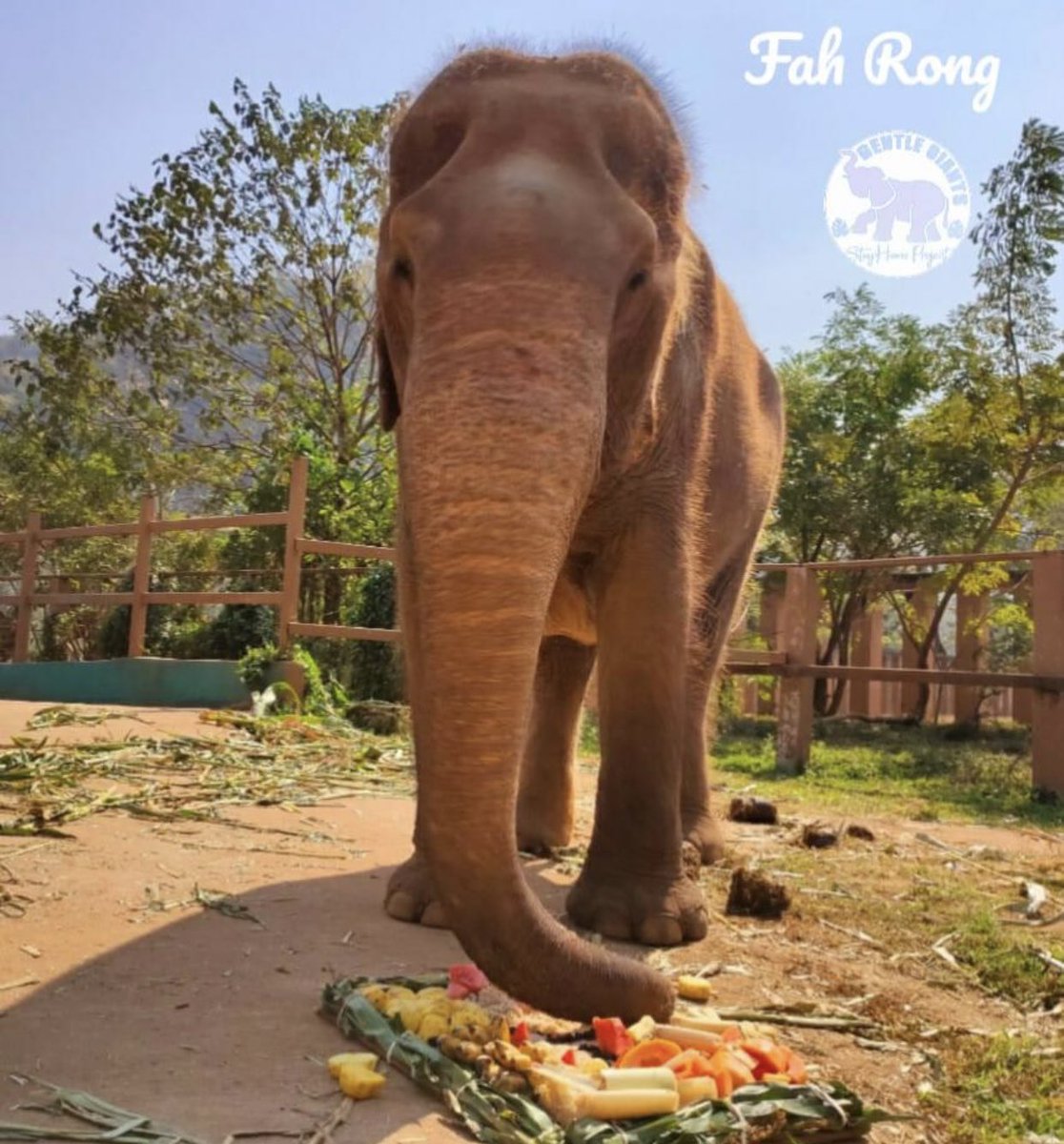 GentleNon's tweet photo. I am Fah Rong, 60+ yrs a slave but now I am free
A couple of weeks ago I was on the longest road trip I've ever been on to safety 
I just have 1 sponsor 😞so can you🙏consider making me part of your family 
Support my new life🙏 #TeamGG

https://t.co/kTNJkeaBfP
#Suppot #Saturday https://t.co/kiiB4LDHDo