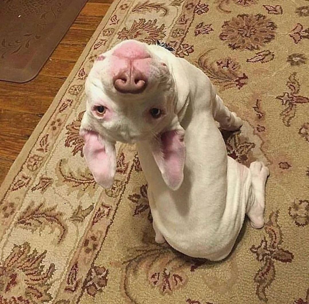 DogsPerfect tweet picture