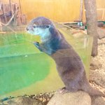 ツイートに含まれる画像