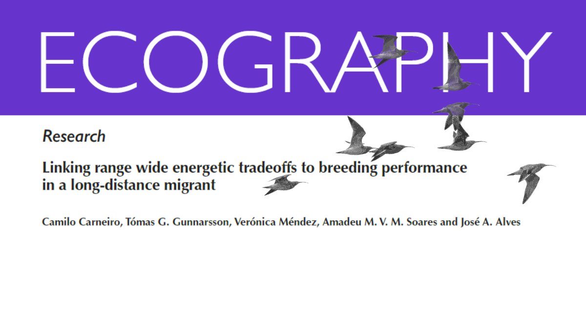NEW PAPER  @EcographyJourna (short thread)Linking range wide energetic trade-offs to breeding performance in a long-distance migrant https://onlinelibrary.wiley.com/doi/full/10.1111/ecog.05152 #OpenAccess #ornithology  #waders  #shorebirds
