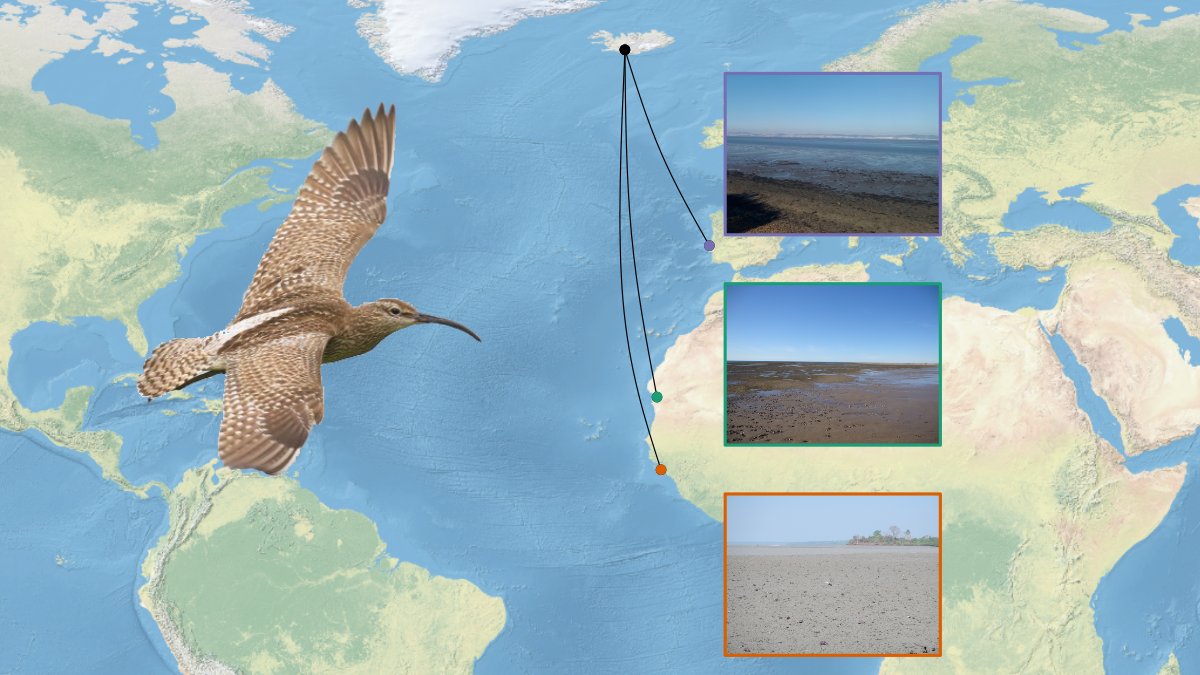 We looked at Icelandic whimbrels, which breed in Iceland but distribute from temperate to tropical areas during the wintering season. These areas are likely to differ in weather and food conditions. [2/5] #ornithology  #waders  #shorebirds