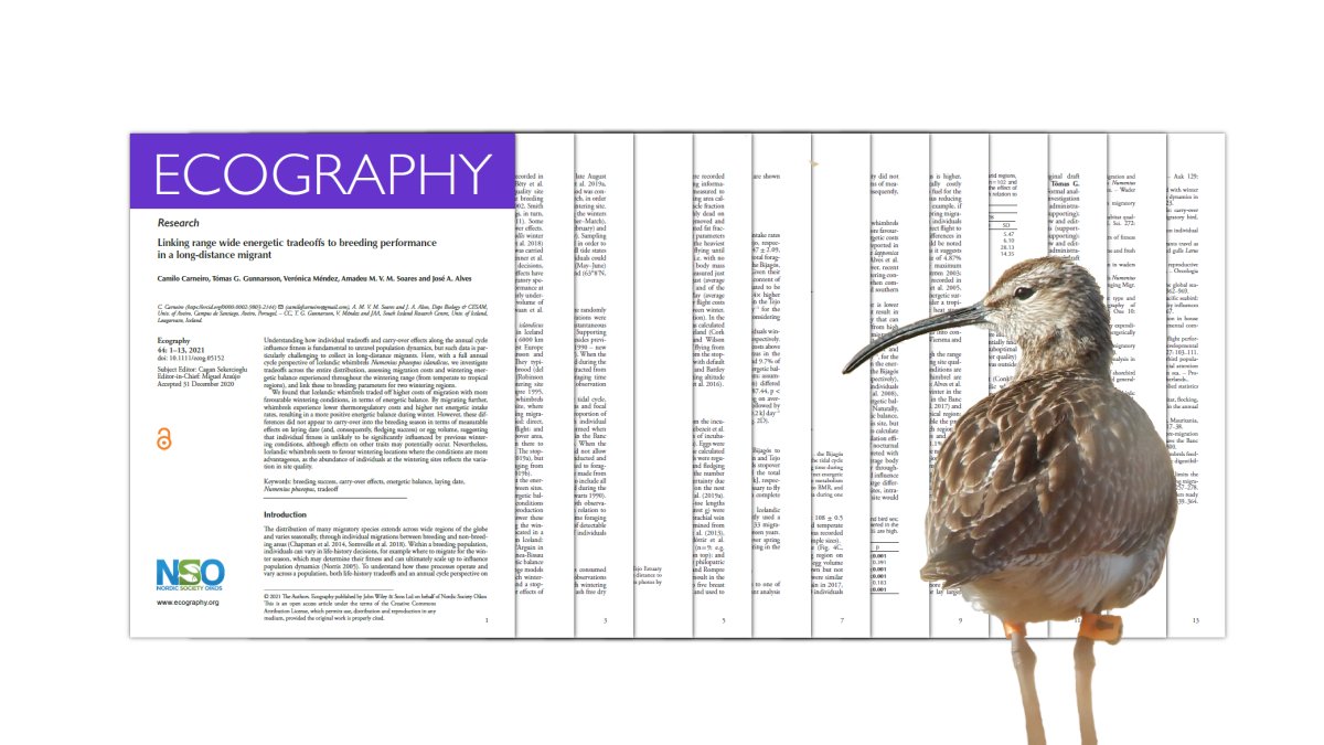 Please see the  #OpenAccess paper for more information. https://onlinelibrary.wiley.com/doi/full/10.1111/ecog.05152[5/5] #ornithology  #waders  #shorebirds