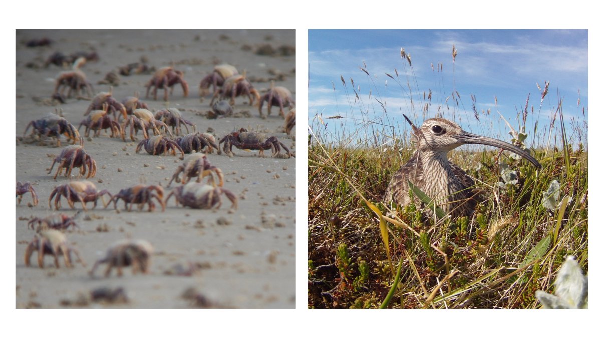 Two broad questions:1. Is there a trade-off between migration distance & wintering energetic balance?2. Are there carry-over effects from the wintering period into breeding phenology and investment?[3/5] #ornithology  #waders  #shorebirds