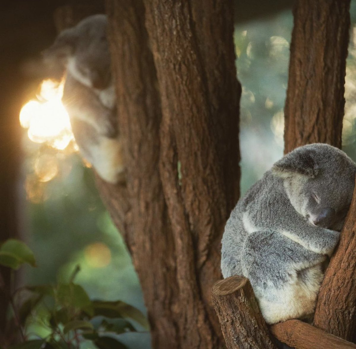 Sleepy koalas enjoying the sunset <a href="/AustraliaZoo/">Australia Zoo</a> ☀️