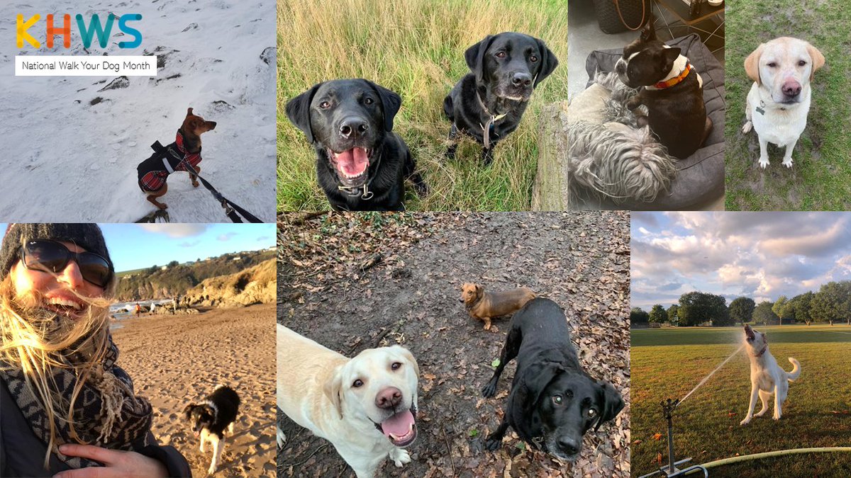 January is National Walk Your Dog Month! A month designed to help beat the January blues &amp; benefit both you and your dog with some fresh air &amp; exercise. Unless you're like Boris, who would much rather stay in his warm bed! Here's the #dogs of KHWS out on their walks this week.😍