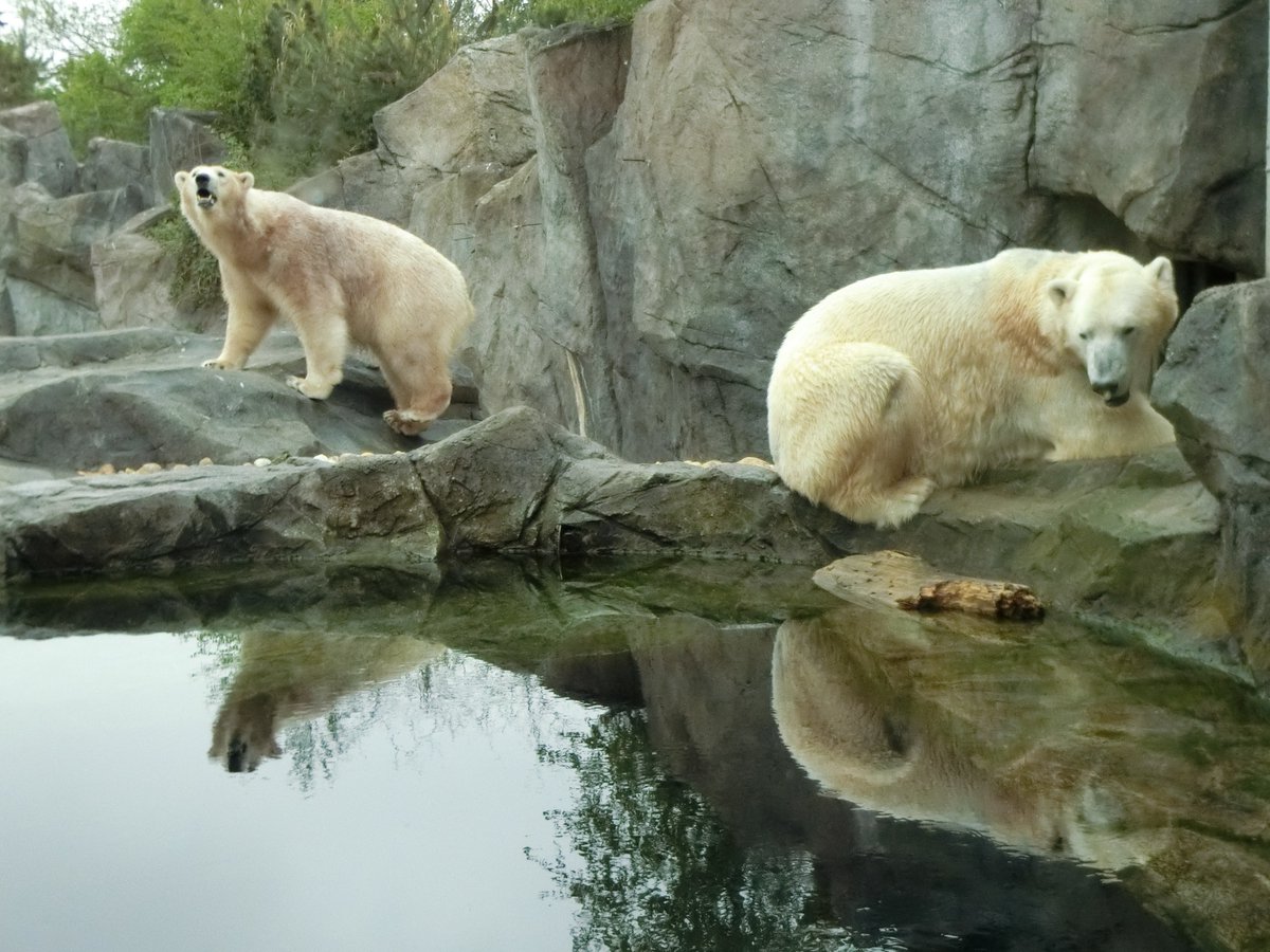 シェーンブルン動物園 Twitter Search