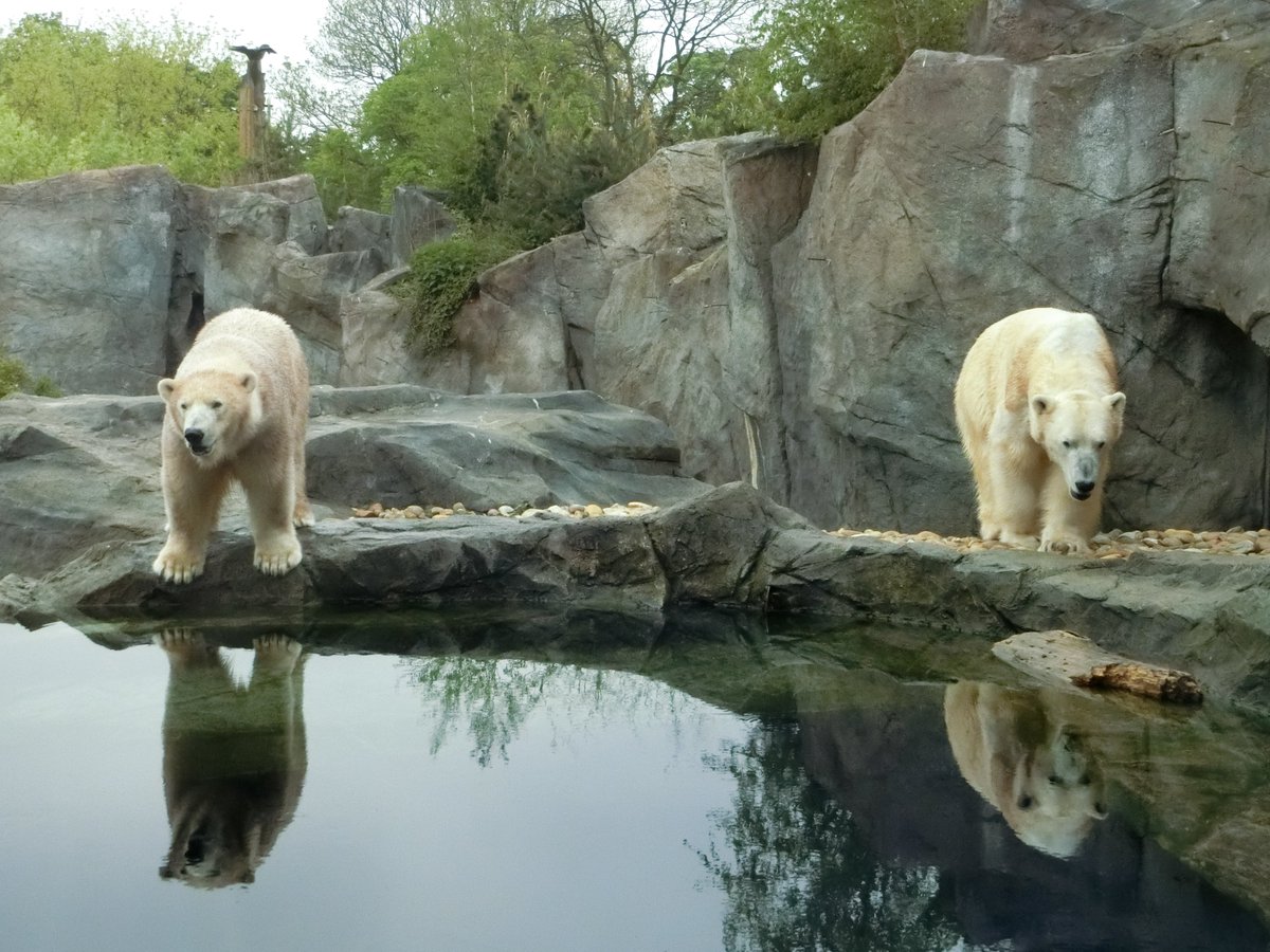シェーンブルン動物園 Twitter Search