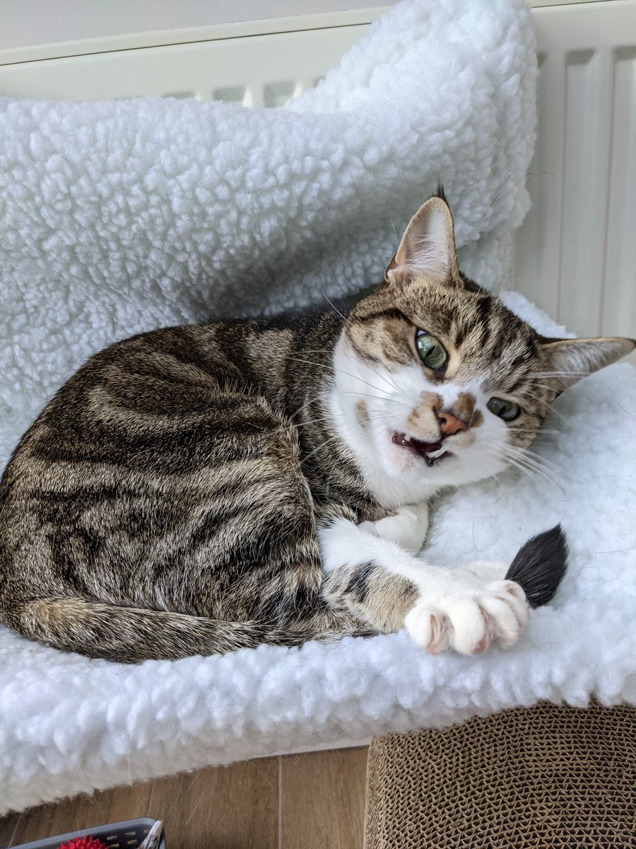 QES_Starting's tweet photo. When you think you've done everything but forgot to press 'See more' on the Teams announcement #homeschooling2021 #WorkingHardAndDoingYourBest #PetsofQES https://t.co/r1CEm37zQM