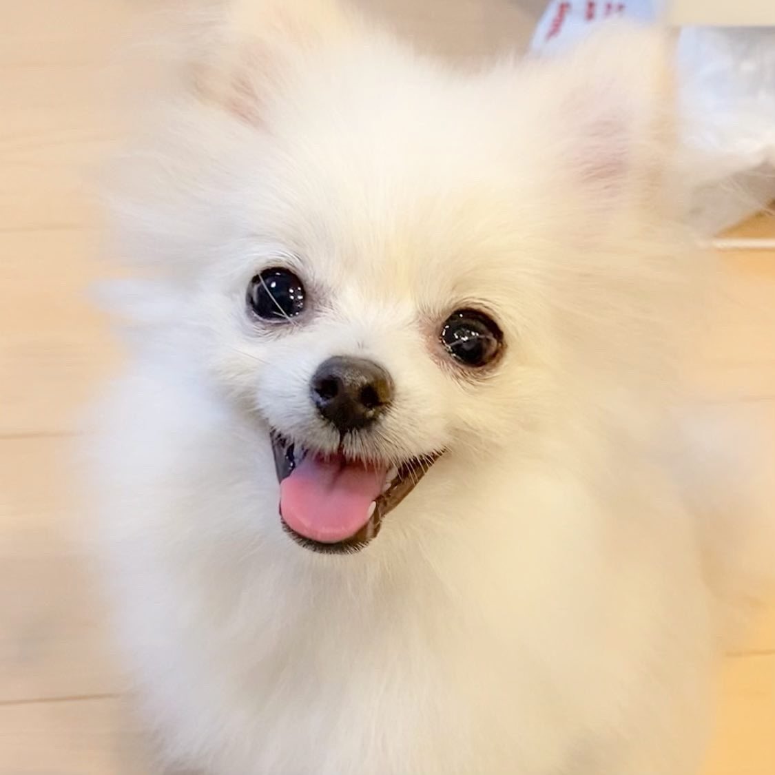 ポメラニアンのノア ニコニコ集 ポメラニアン 子犬時代 いぬ ポメラニアンのノア ニコニコ集 ポメラニアン 子犬時代 いぬ