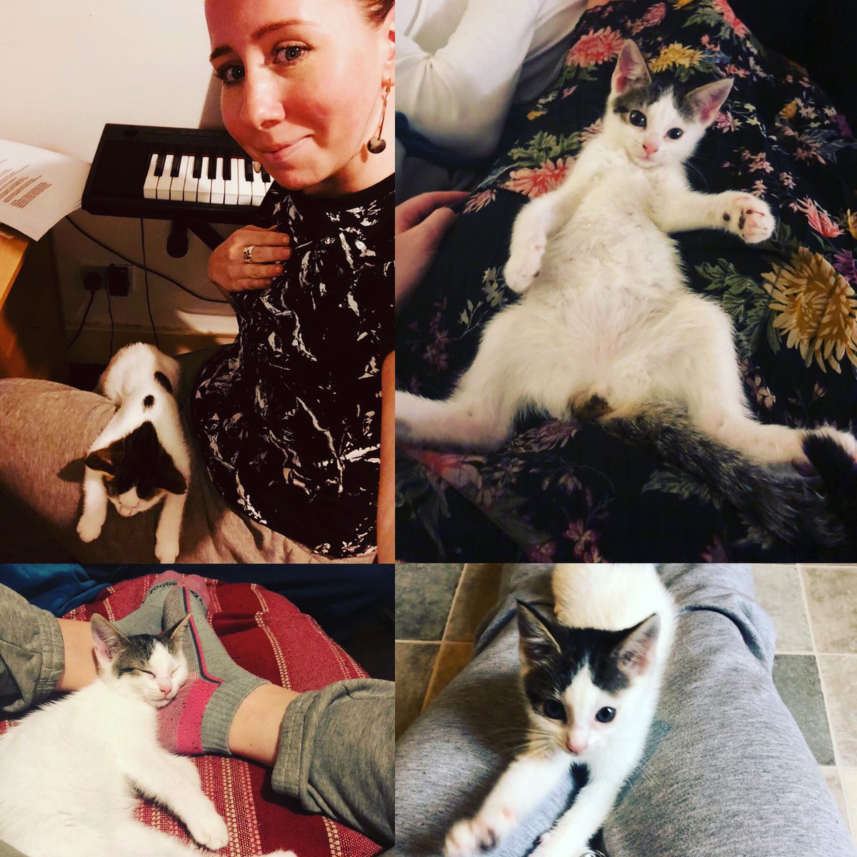 MaddyCartyMusic's tweet photo. The new love of my life, Frankie ❤️
I have gotten exactly zero work done since she arrived 😂
#lockdownlove #studiokitten #kitten #loveher #catlady https://t.co/Rgi1Db6fRO