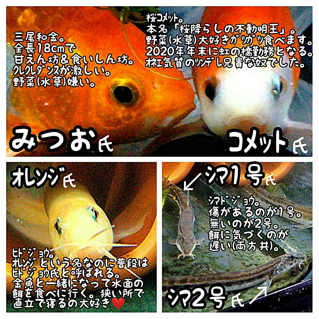 ｴｲﾁｴｽ Hi 0624 Hi Twitter