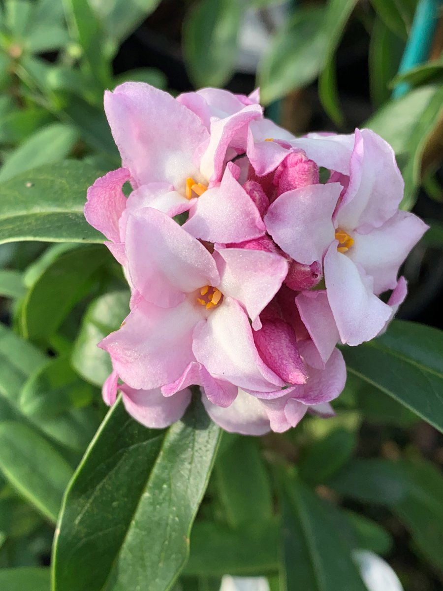 Daphne bholua 'Limpsfield' - amazing fragrance, beautiful waxy flowers. Just 1 of 15 Daphne species /varieties currently in stock. See beechesnursery.co.uk