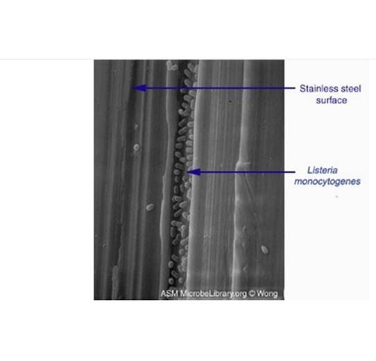 INIA_es's tweet photo. #NoticiasINIA Investigadores del #IProCar @infouex y del #INIA investigan la prevalencia de #Listeria en las plantas industriales de deshuesado y loncheado de jamón curado https://t.co/6P9U7SF3zt https://t.co/imZ20i9jAh