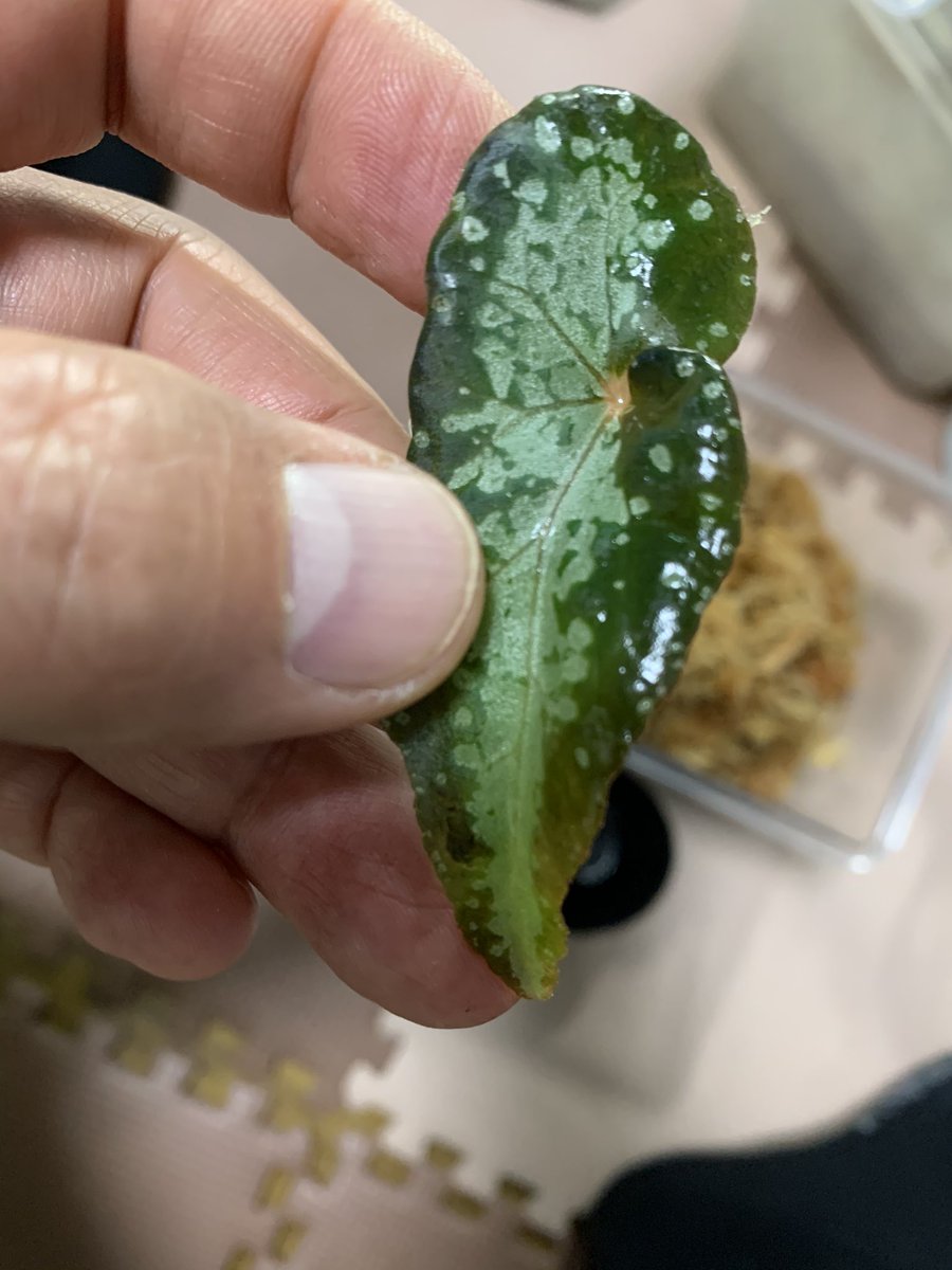 idmachide's tweet photo. ベゴニア バリアビリスだいぶ根が伸びて来たので鉢植えします。
#Begonia #variabilis https://t.co/hgaSfxo8f9