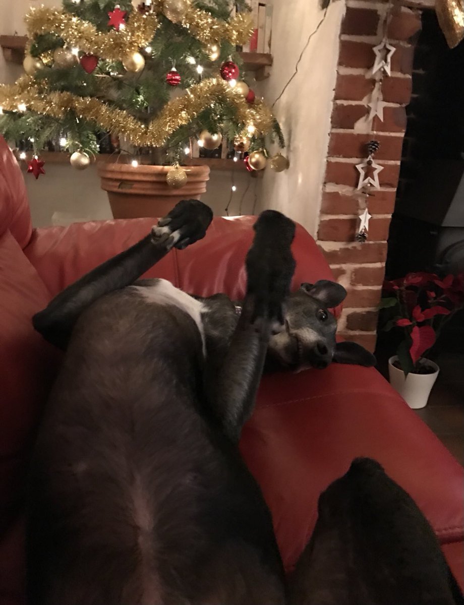 Here’s our retired greyhound. He was a good dog on the track and an even better pet!