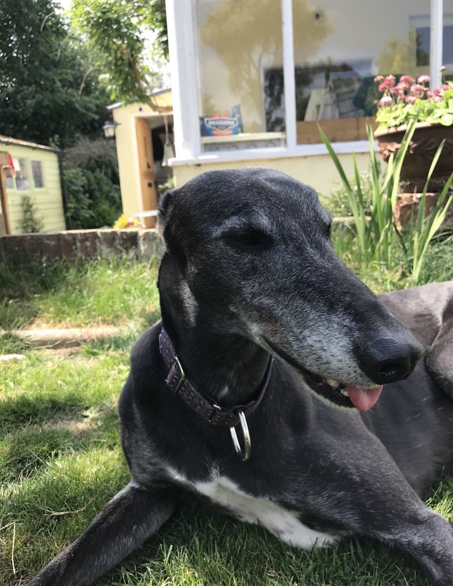 Here’s our retired greyhound. He was a good dog on the track and an even better pet!