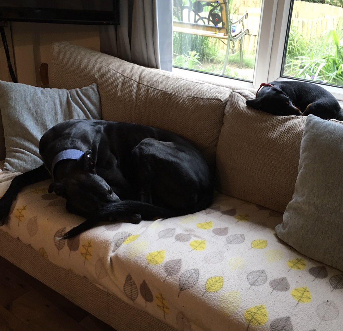 Here’s our retired greyhound. He was a good dog on the track and an even better pet!