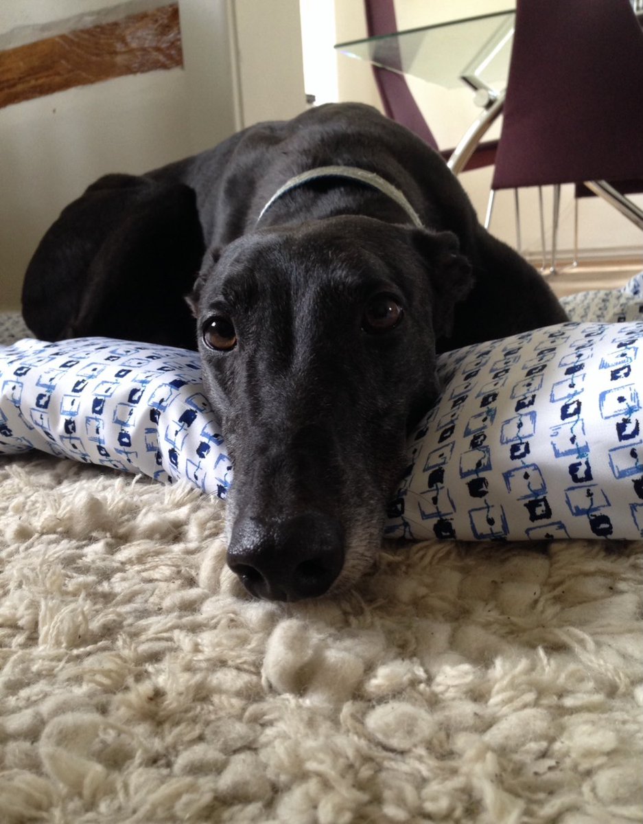 Here’s our retired greyhound. He was a good dog on the track and an even better pet!