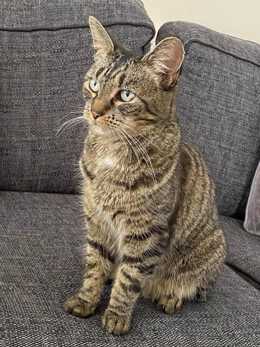 missneilcams's tweet photo. When your cat tries to get your attention during a whole staff meeting and ends up getting a shout out...😂🤦🏻♀️#pixie #thatsnotembarrasing #goodjobshescute @camshillHT https://t.co/ZypEwof0uE