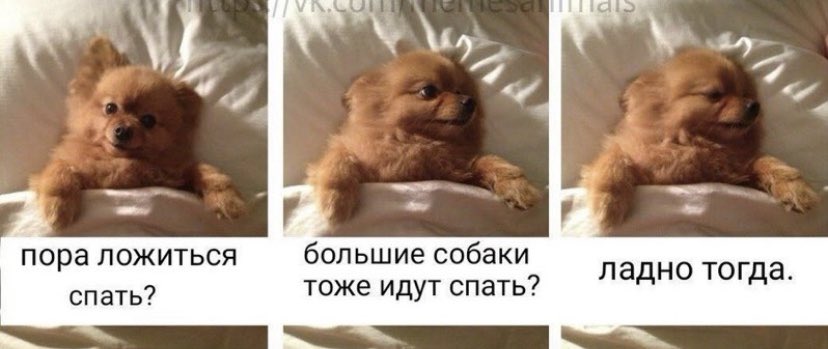 A_Kapustin's tweet photo. Официально самый милый мем про собак https://t.co/Qe189HZ7Ed