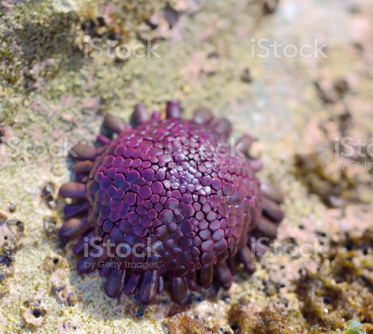 Lady Gaga as sea urchins - a thread