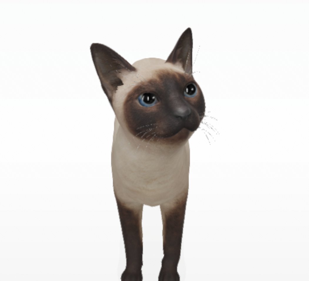 シャム猫 Hotワード