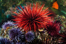 Lady Gaga as sea urchins - a thread