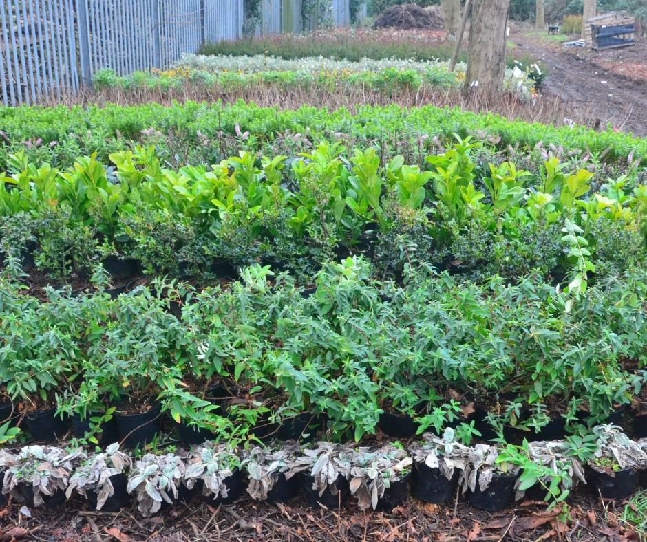 TheParksTrust's tweet photo. This is an exciting time of year as it’s when we receive our delivery of plants, shrubs &amp; trees for our replanting schedule!

These will be planted across #MiltonKeynes’ green space in the coming months. We have targeted planting this year to replace trees lost to Ash Dieback. https://t.co/j7zmbFMeN0