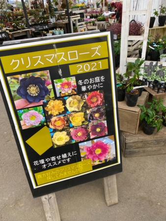 Uzivatel ジョイフル本田 ガーデンセンター Na Twitteru ガーデンセンター幸手店 冬に咲く貴重な花 クリスマスローズ の 入荷が始まりました 花壇や寄せ植えに 初めての方にもオススメです 写真は一例です クリスマスローズ 冬の花 ウィンター Uzivatel ジョイフル本田 ガーデンセンター Na Twitteru ガーデンセンター幸手店 冬に咲く貴重な花 クリスマスローズ の 入荷が始まりました 花壇や寄せ植えに 初めての方にもオススメです 写真は一例です クリスマスローズ 冬の花 ウィンター