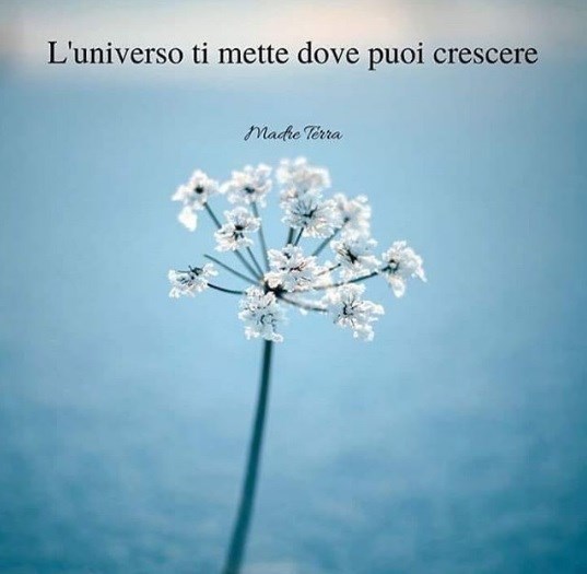 Ifioridelbene_'s tweet photo. E se non puoi fiorire non è il tuo posto.

#fiore #fiori #fiorire #blossom #cit #citazione https://t.co/1QdXjgPh69