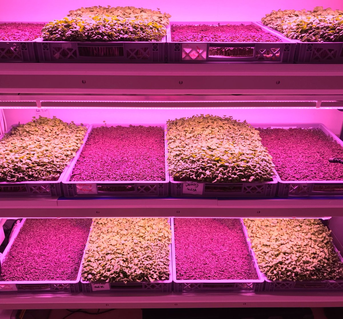 LettUsGrow's tweet photo. We've got a double #croplight today - plus a very satisfying bed set-up! Radish & Red Mustard are looking fine & ready to harvest ๐ฟ
#verticalfarming #indoorfarming #aeroponics #containerfarming #LEDs #urbanfarming #microgreens #farminguk #indooragriculture #agritech #agtech https://t.co/kT17kKq6mM
