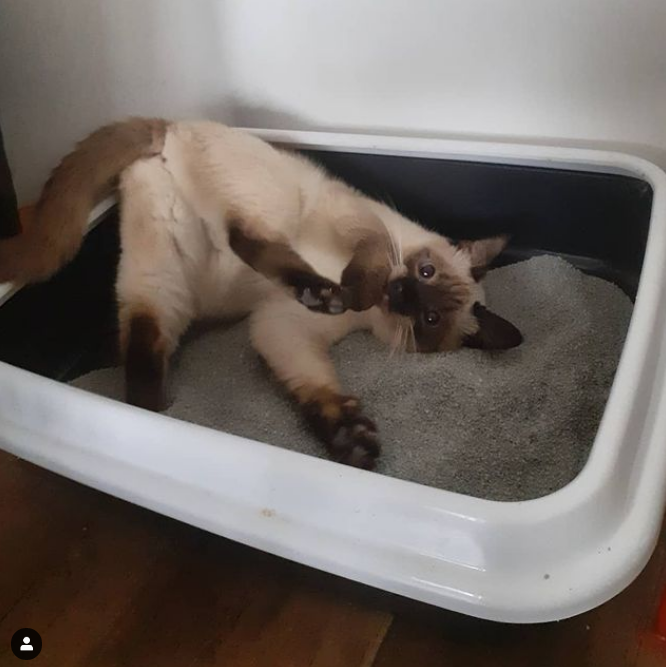 IntersandUK's tweet photo. Not all cats are the same. Each has their own personality and preferences. 

Some like to experiment and try new experiences - looks like @bambinkogram is one of these cats, trying out her new Intersand cat litter from all angles! https://t.co/TaZpKRYR0u