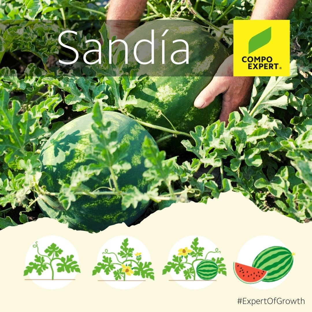 COMPOEXPERT_es's tweet photo. #EXPERTSofGrowth

🌱✅ El suministro adecuado de nutrientes en cada etapa de tu cultivo garantiza plantas de calidad y saludables desde el campo hasta la estantería.

🟢 En COMPO EXPERT te ofrecemos una guía de productos completa para tus cultivos 📑👇

▶️ https://t.co/96CYjD3CUt https://t.co/SqgzJ4HKuZ