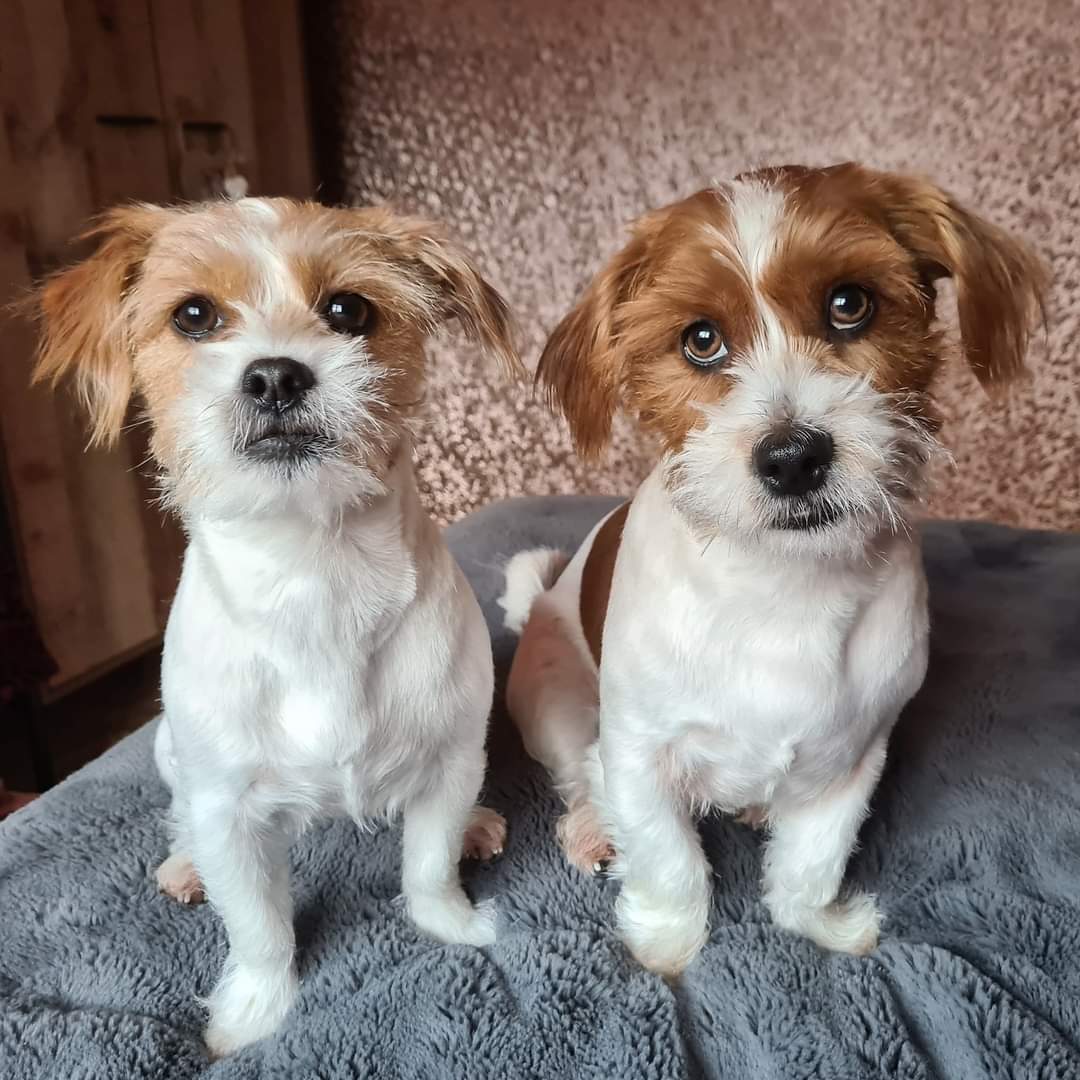 MillieandGriff's tweet photo. Twitter vs Reality 🤣🤣🐾🐾💖 #twittervsreality #dogsoftwitter #dogsoftheuk https://t.co/OJkBH4SvpY