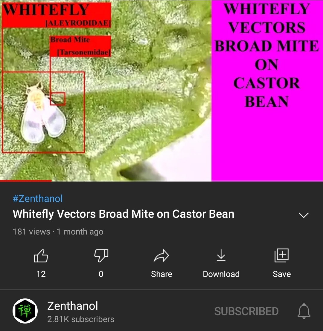 Synchangel's tweet photo. #Polyphagotarsonemus #latus the Broad Mite can be vectored by the Silverleaf Whitefly #Bemisia #tabaci. Rarely depicted, I took this footage of the phenomenon occurring on Castor Bean #Ricinus. Both are pests of many crops, including #Cannabis.
https://t.co/1GoOCdMDxT https://t.co/AFnAZI8ukQ