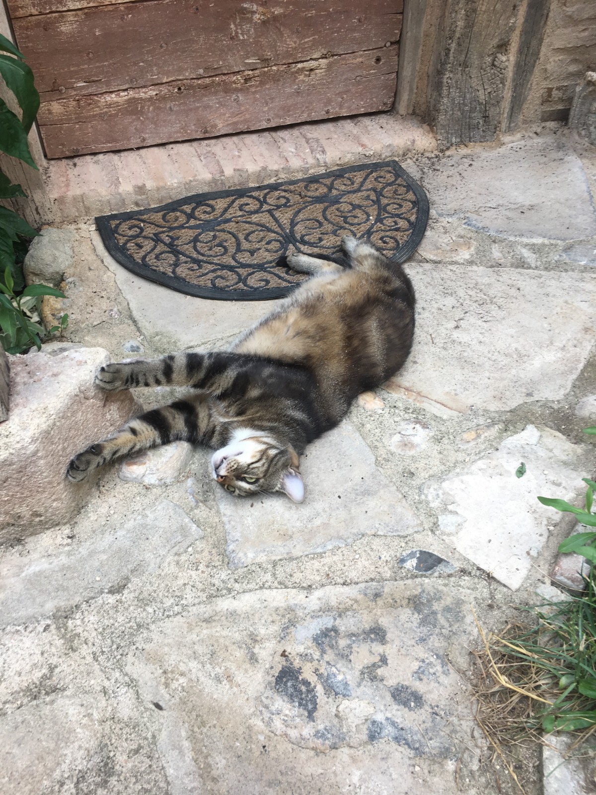 海外の猫 Twitter Search Twitter