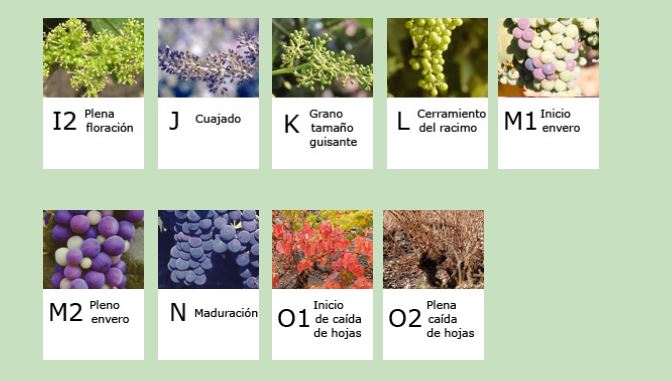 Estados fenológicos del viñedo. 🍇🌱