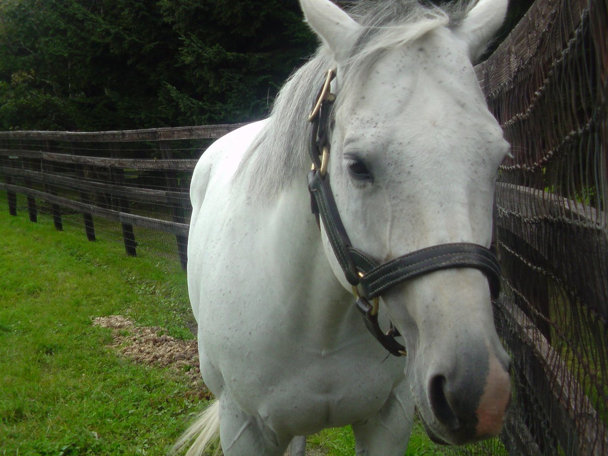 チチカステナンゴ