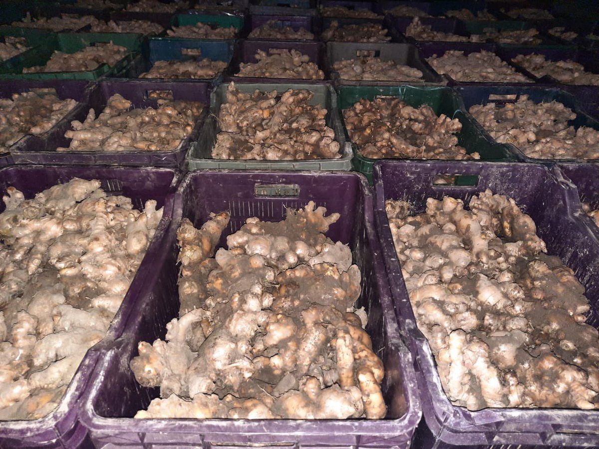 RailMinIndia's tweet photo. Ginger from Assam reaches  Telangana:

Indian Railways is providing Farmers access to bigger markets. Indian Railways loaded 23 tonnes Ginger from Dibrugarh, Assam to Hyderabad, Telangana.

#MoveItLikeRailways https://t.co/avu9FzYEF7