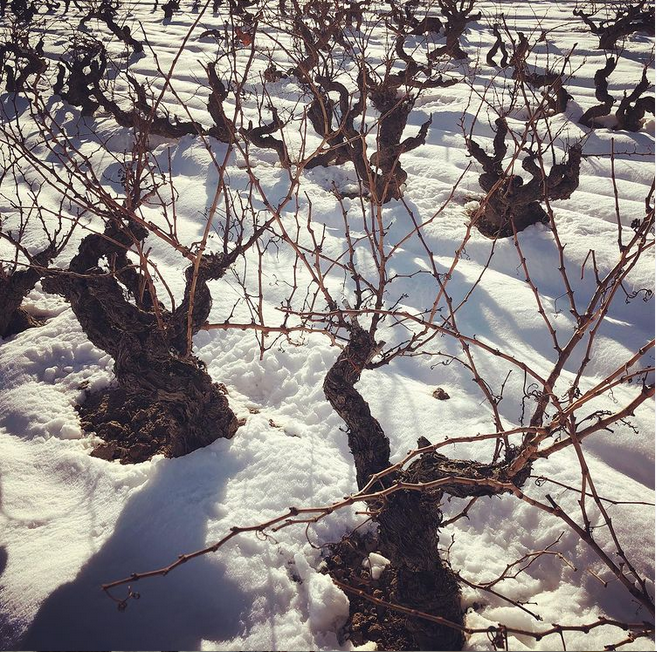 ontanonbodegas's tweet photo. Nieve en nuestra viña centenaria “El Arca “ 🙌🏻
.
.
.
.
.
.
#ontañon #ontanon
#ontañonfamilia
#vino #wine #riojawine #elarca https://t.co/U857edG9HL