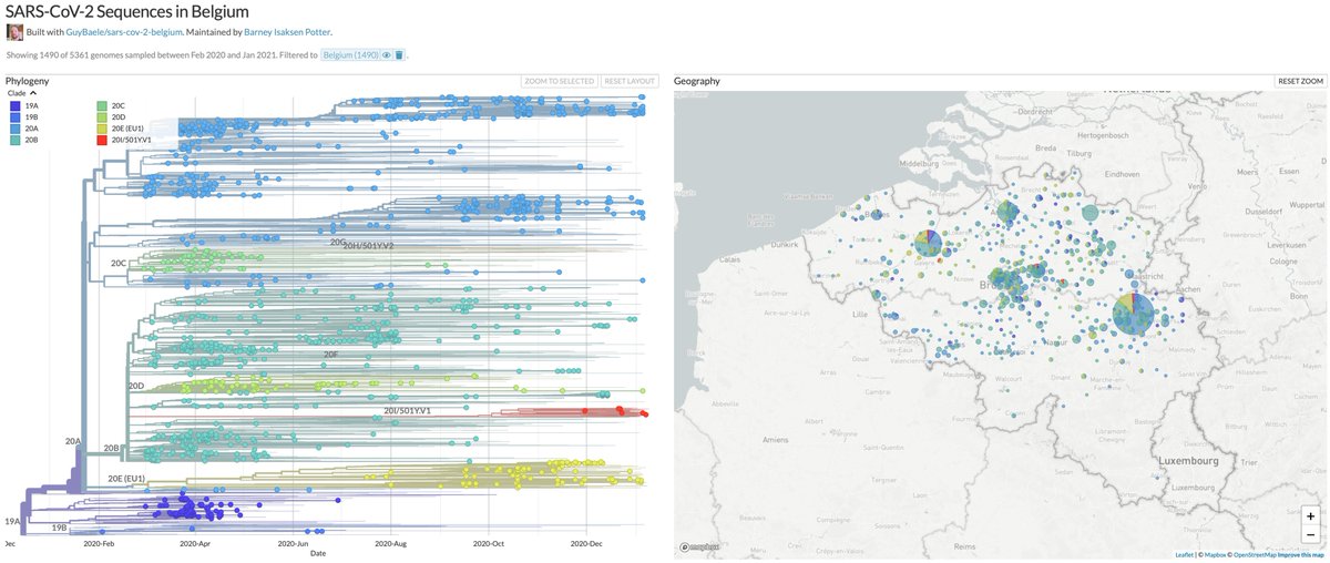 GuyBaele's tweet photo. Our updated Belgian @nextstrain build is now online, including sequences from GISAID until January 15th; this marks the first build with Belgian sequences from 2021, which are placed in different lineages in the phylogenetic tree, including 501Y.V1 1/4

https://t.co/H2ibrflxuR https://t.co/AhiUfjpEK9