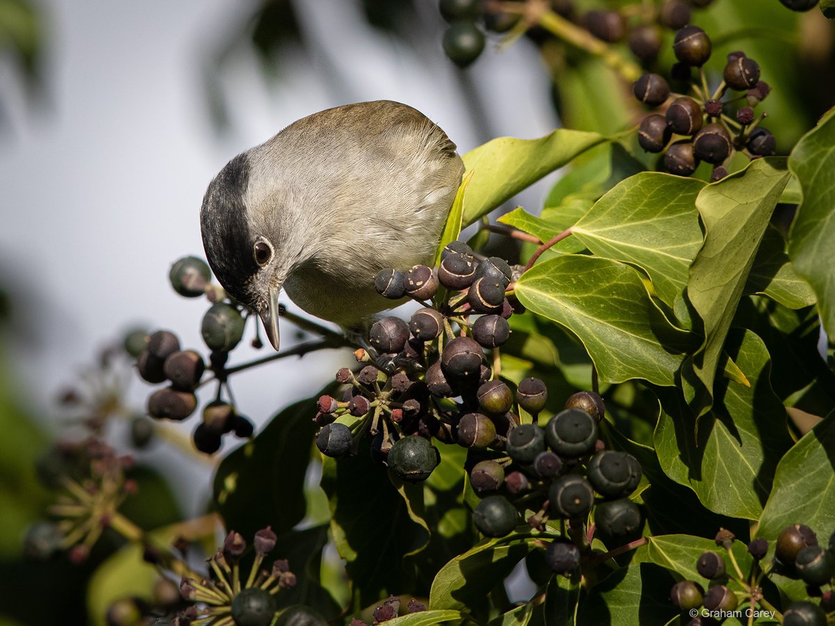 GrahamsPics's tweet image. Ivy in its arboreal form is such an importand plant for insects and birds in the autumn and winter and the sight of the  sun in Chertsey brought out the beauty of the blackcaps and blackbird feeding on the berries.