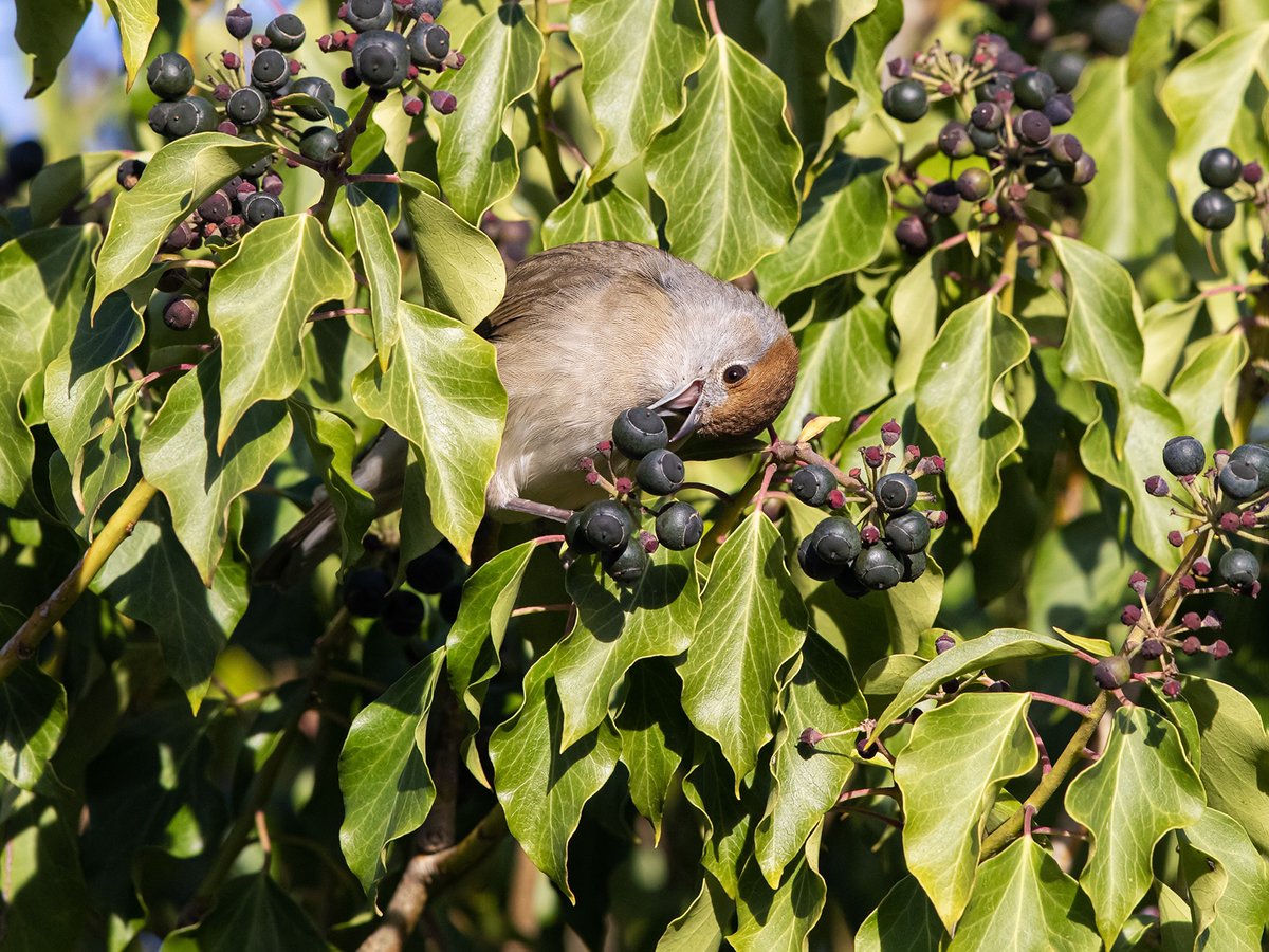 GrahamsPics's tweet image. Ivy in its arboreal form is such an importand plant for insects and birds in the autumn and winter and the sight of the  sun in Chertsey brought out the beauty of the blackcaps and blackbird feeding on the berries.