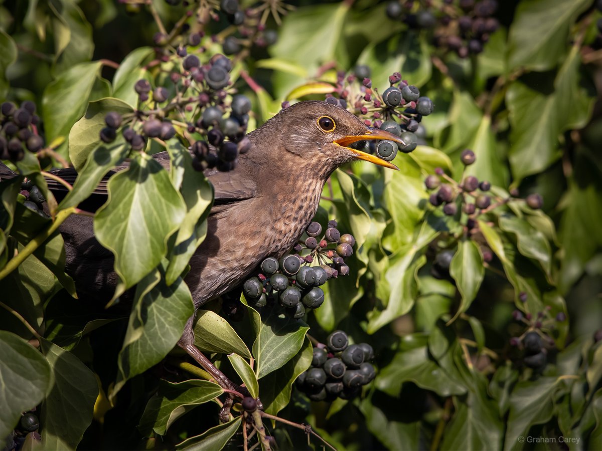 GrahamsPics's tweet image. Ivy in its arboreal form is such an importand plant for insects and birds in the autumn and winter and the sight of the  sun in Chertsey brought out the beauty of the blackcaps and blackbird feeding on the berries.