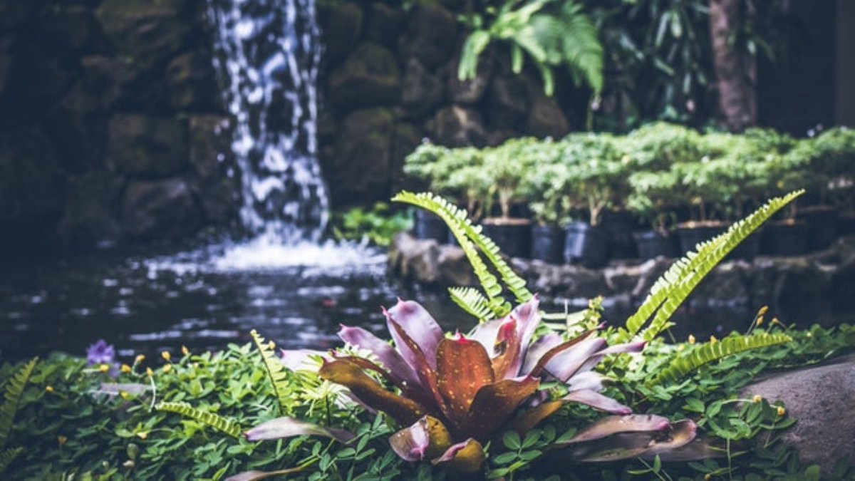 BAGDcourses's tweet image. The need for environmentally sensitive design has become greater, and in #gardendesign we should focus on water management. 🏡💧 Here are our tips on creating a sustainable garden: bit.ly/3esGDtY 

#gardendesigntips #sustainablegarden
